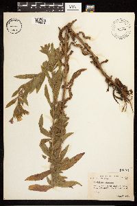 Image Associated With the Occurrence