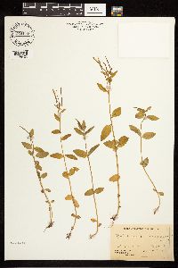 Epilobium hornemannii image