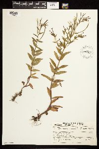 Epilobium hornemannii image