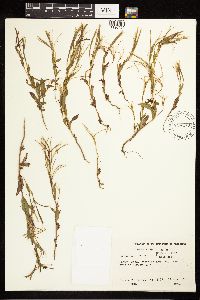 Epilobium hornemannii image