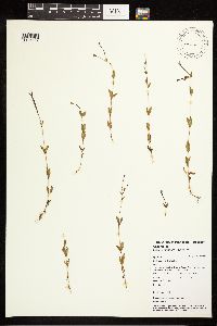 Epilobium hornemannii image