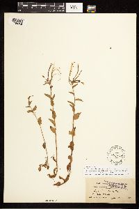 Epilobium hornemannii subsp. behringianum image