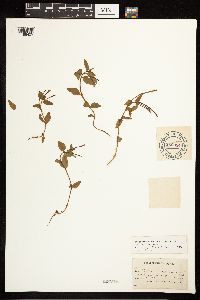Epilobium hornemannii image