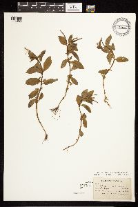 Epilobium hornemannii image