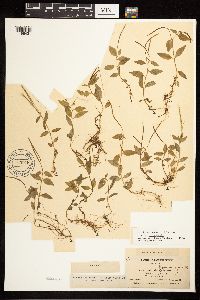 Epilobium hornemannii image
