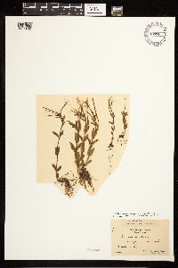 Epilobium hornemannii image