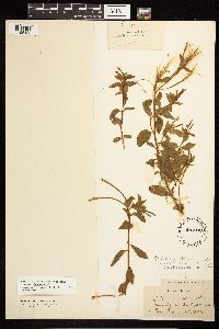 Epilobium hornemannii image