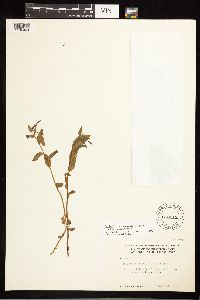 Epilobium hornemannii image