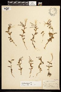 Epilobium hornemannii image