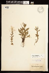 Epilobium hornemannii image