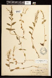Epilobium hornemannii image