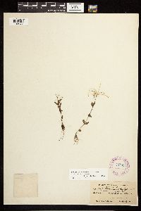 Epilobium hornemannii image