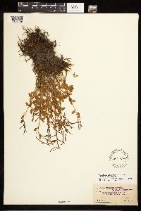 Epilobium hornemannii image
