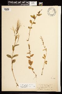 Epilobium hornemannii image