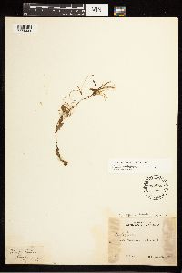 Epilobium hornemannii image