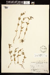 Epilobium hornemannii image