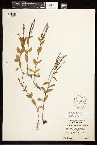 Epilobium hornemannii image