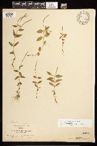 Epilobium hornemannii image