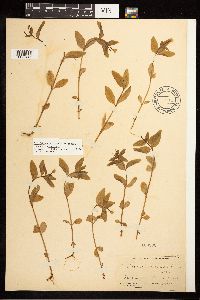 Epilobium hornemannii image