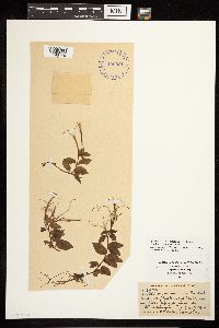 Epilobium hornemannii image