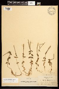 Epilobium hornemannii image