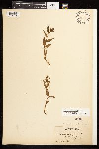 Epilobium hornemannii image