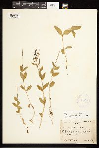 Epilobium hornemannii image