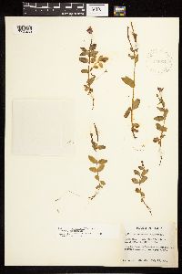 Epilobium hornemannii image