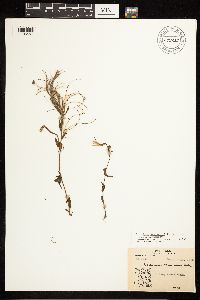Epilobium hornemannii image