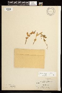 Epilobium hornemannii image