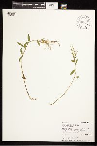 Epilobium hornemannii image