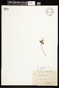 Epilobium hornemannii image
