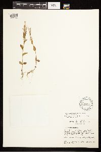 Epilobium hornemannii image