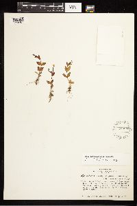 Epilobium hornemannii image