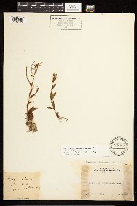 Epilobium hornemannii image