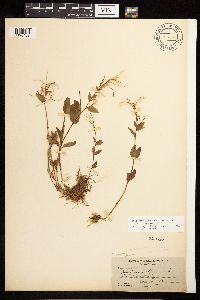 Epilobium hornemannii image