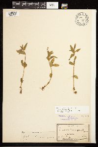 Epilobium hornemannii image