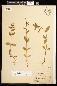 Epilobium hornemannii image