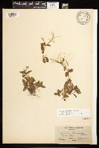 Epilobium hornemannii image