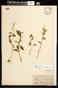 Epilobium hornemannii image