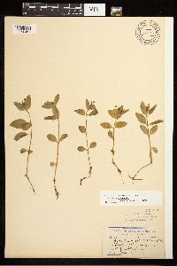 Epilobium hornemannii image