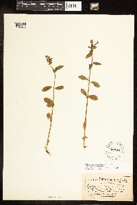 Epilobium hornemannii image