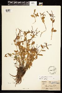 Epilobium hornemannii image