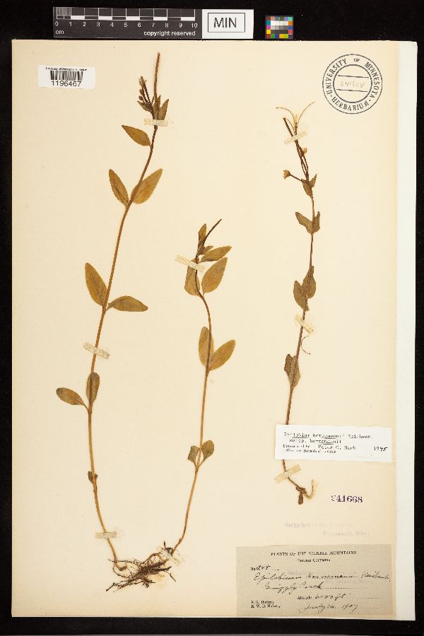 Epilobium hornemannii subsp. hornemannii image