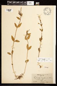 Epilobium hornemannii image