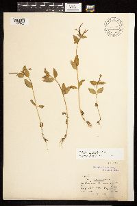Epilobium hornemannii image