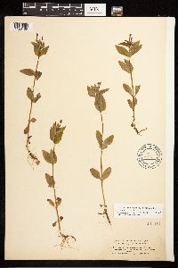 Epilobium hornemannii image