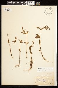 Epilobium hornemannii image