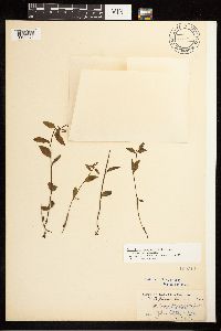 Epilobium hornemannii image
