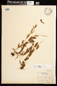 Epilobium hornemannii image
